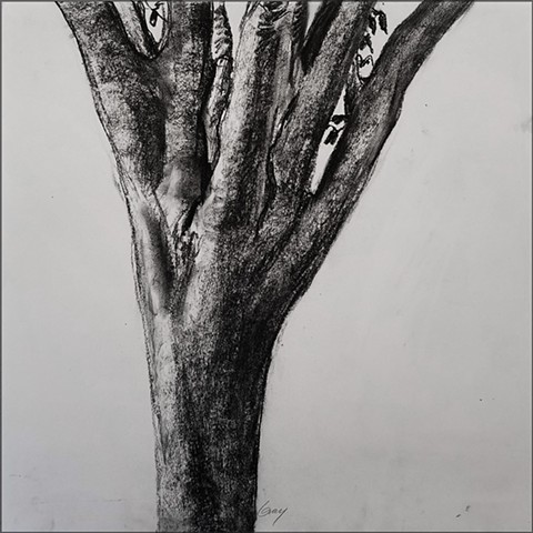 work_on_paper, drawing, charcoal, tree