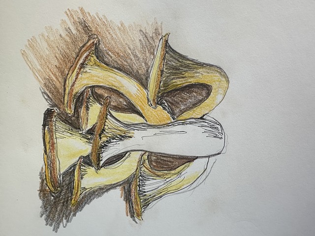 Musical Mushrooms