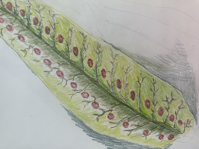 Leaf with Seeds