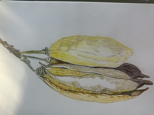 Pods drawing