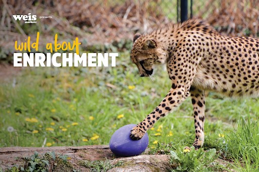 Enrichment poster