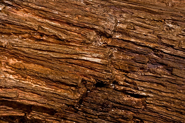 Emasculated Redwood detail