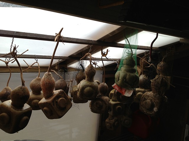 Partially dried Lagenaria gourds in curing shed. 