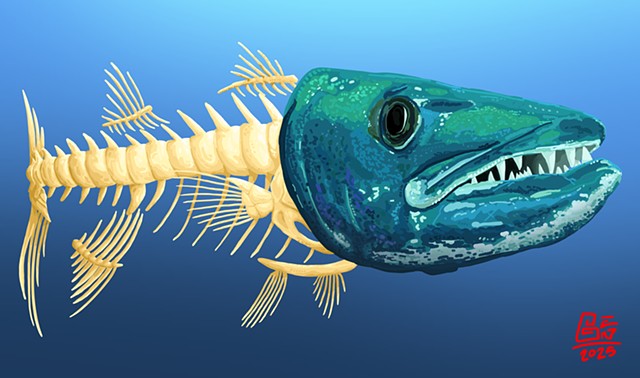 Barracuda Bones