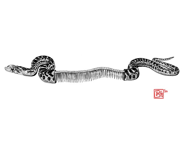 Gopher Snake