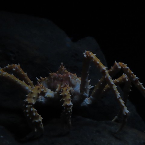 Big Crab