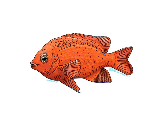 Garibaldi