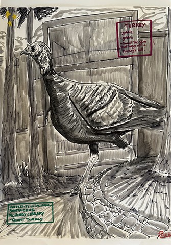 Giant Turkey on UCSC Campus