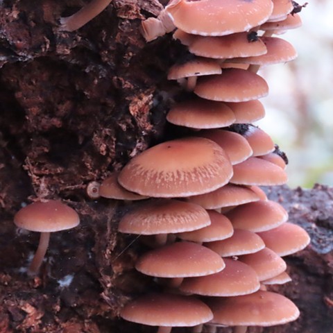 Mushrooms