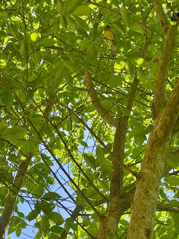 Tree Bird