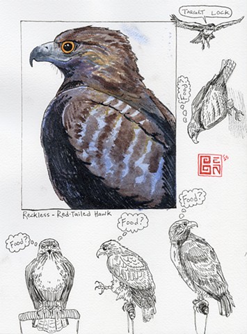 Red Tailed hawk Study