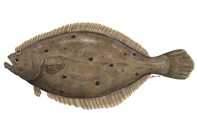 Flounder