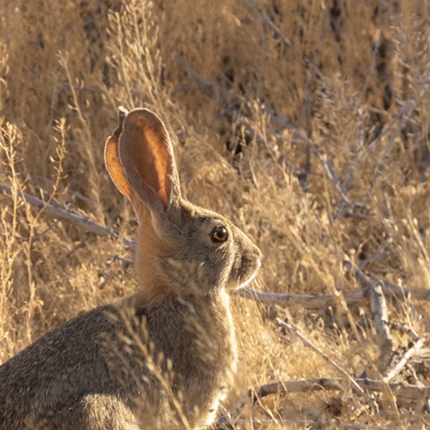 Black-Tailed Jack Rabbit