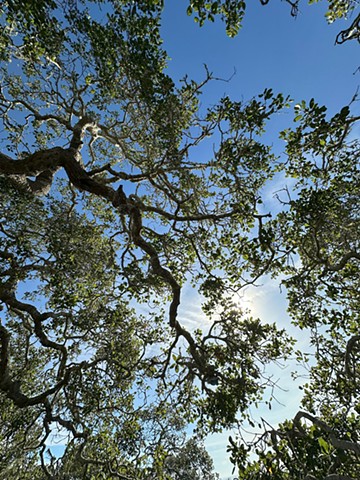 Tree Canopy