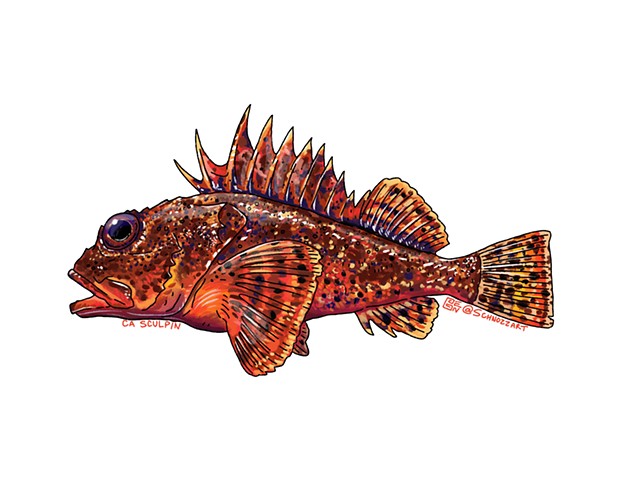CA Scorpion Fish