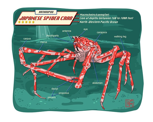 Japanese Spider Crab