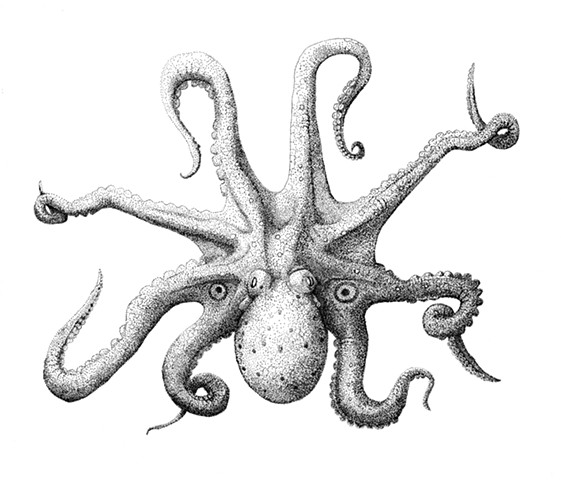 2 Spot Octopus - stippling