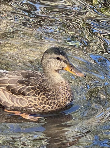 Duck Portrait