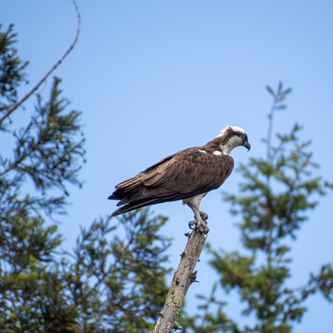 Osprey