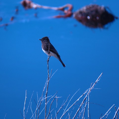 Morro Bird