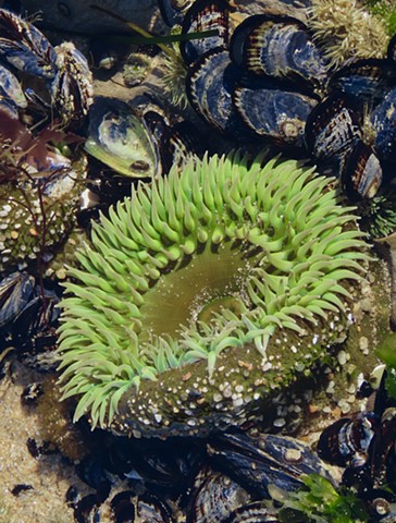 Giant Green Sea Anemone