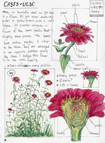 Botanical Illustration