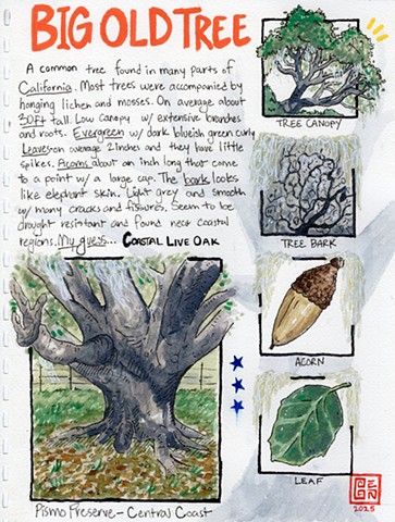 Coastal Live Oak study