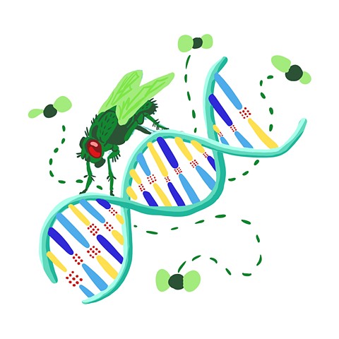 Fruit Fly DNA