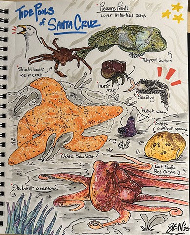 Tide Pools of Santa Cruz
