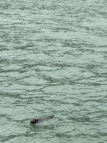 Sea Otter Cruise