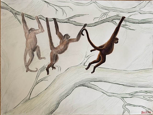 Swinging Spider Monkeys