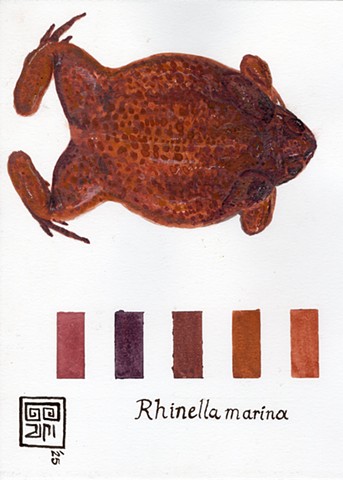 True Color toad