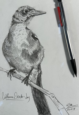 California Scrub Jay