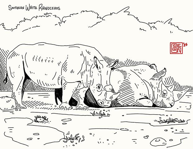 Southern white Rhinos