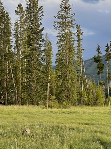 Colorado Coyote
