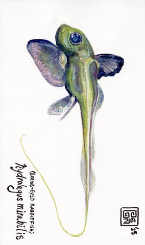 Large-Eyed Rabbit Fish