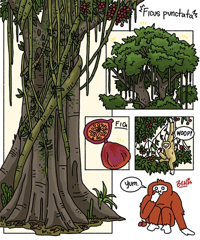 Ficus punctata