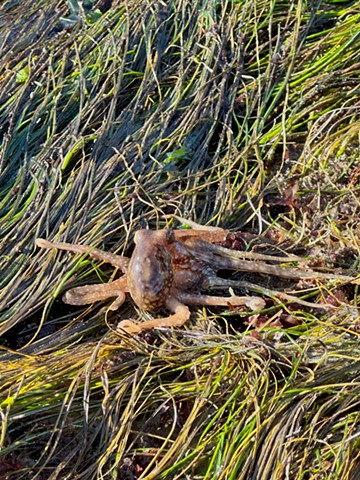 Octopus