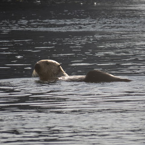 Sea Otter
