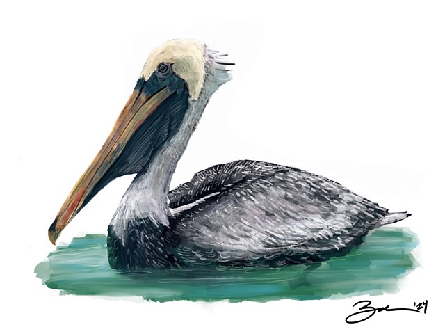 Pelican Belican