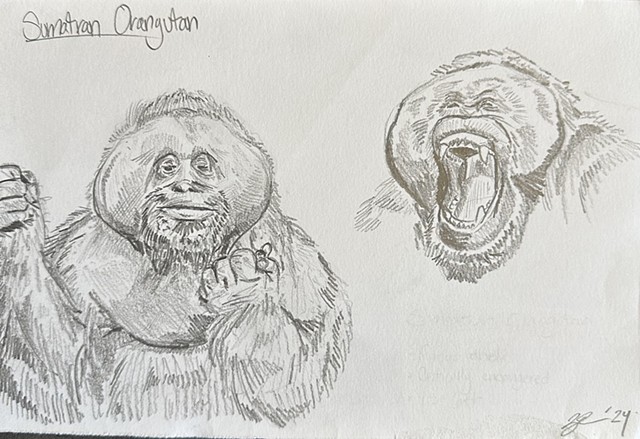 Sumatran Orangutan