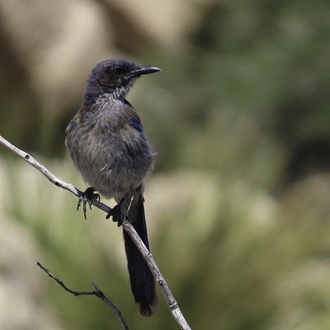 California Scrub Jay