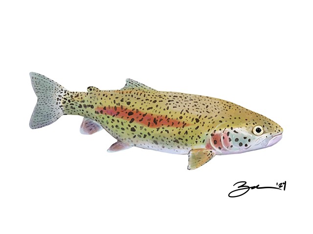 Rainbow Trout