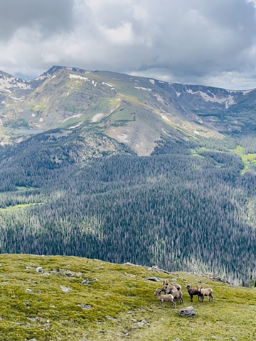 Bighorn Sheep: Rocky Mountain National Park, CO