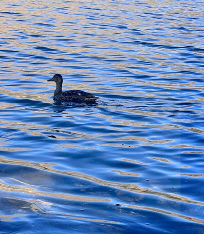 Duck on Lake Mary - Mammoth Lakes