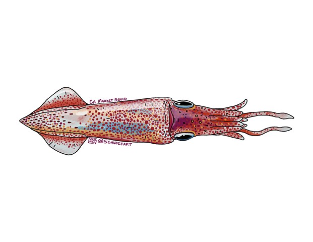 Market Squid