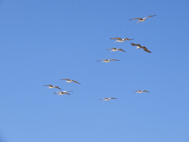 Pelican Migration