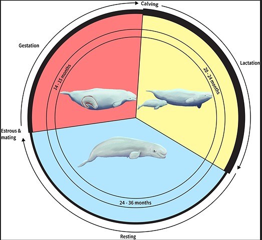 Beluga Reproductive Cycle