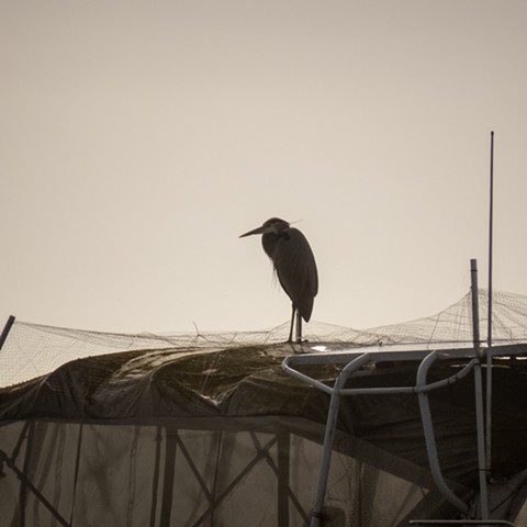Great Blue Heron