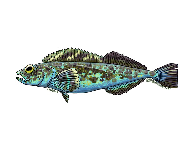 Lingcod